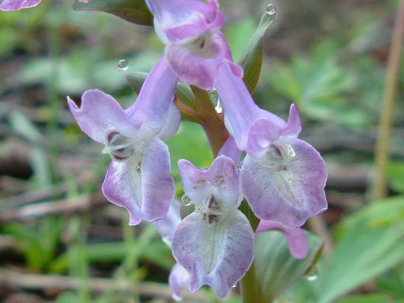 Corydalis cava / Colombina cava